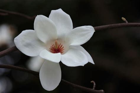 玉蘭花開花|一年開三次花？玉蘭花的開花週期大揭密 